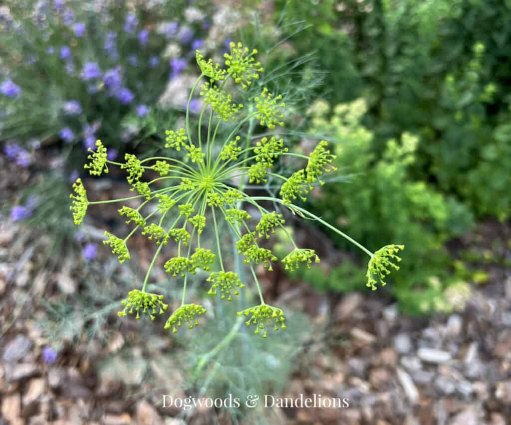 a dill flower growing in the garden