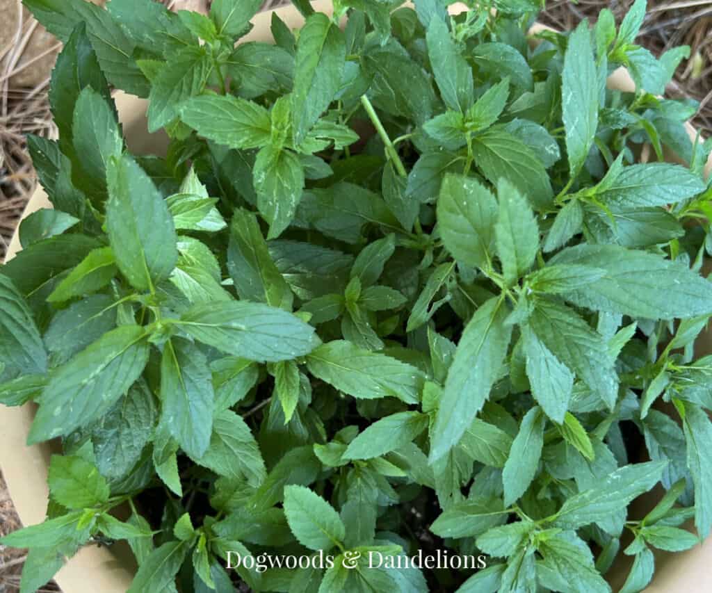mint growing in a container