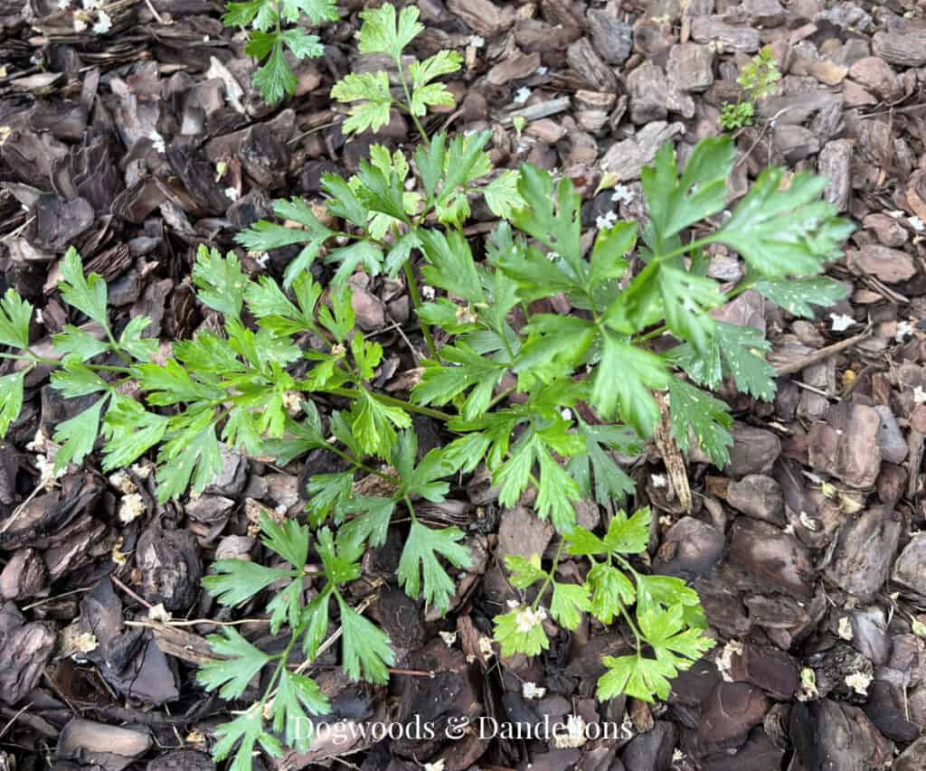 Best Herbs for Beginners to Grow – Dogwoods & Dandelions