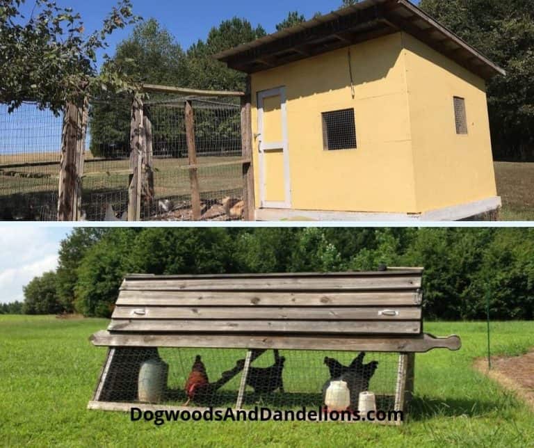 Types of Chicken Coops-What is Best for Your Flock?