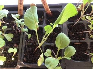 cauliflower seedlings, planting cauliflower, cauliflower plants, fall gardening