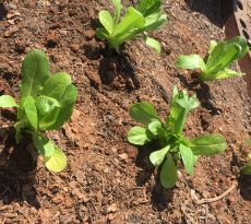 lettuce transplants, lettuce seedlings, lettuce plants, garden lettuce, growing lettuce