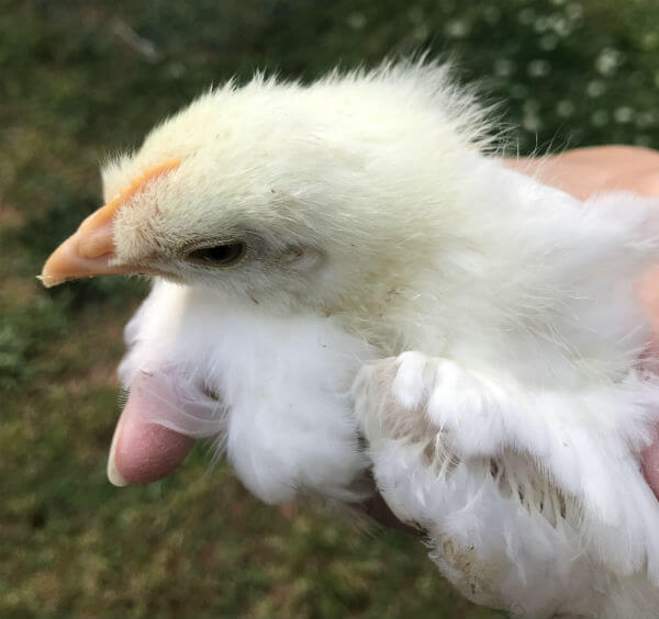Baby chick not fully feathered