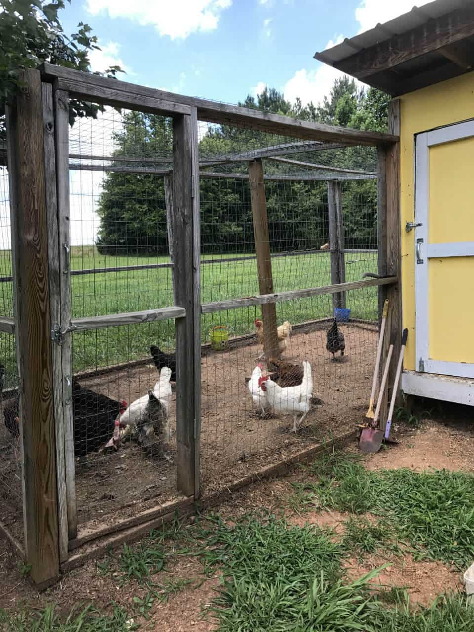 Chickens playing in their enclosed run.