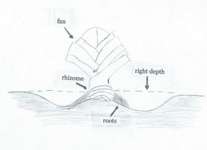 Iris planting diagram