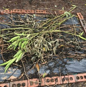 Okra debris that needs to be cleaned up for the winter.