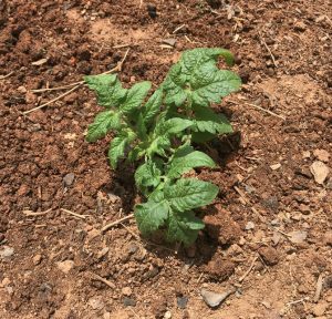 Tomato just planted