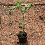 Tomato plant with lower leaves removed