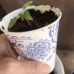 Tomato potted up