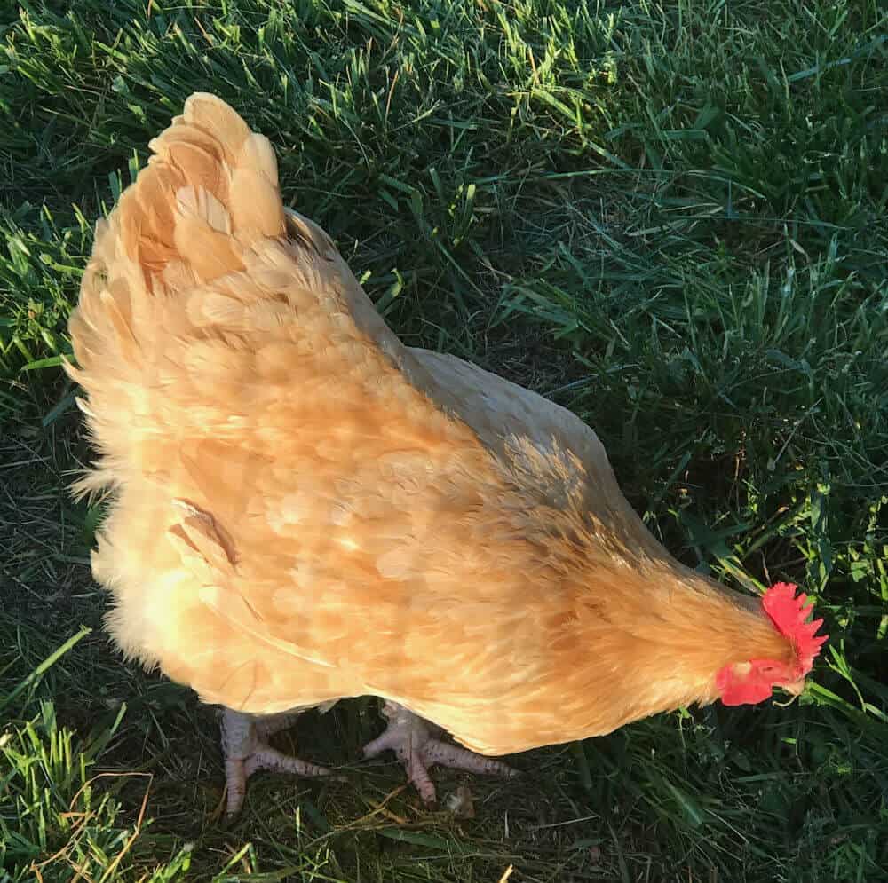 Edith enjoying the sunshine after her molt. chickens molting
