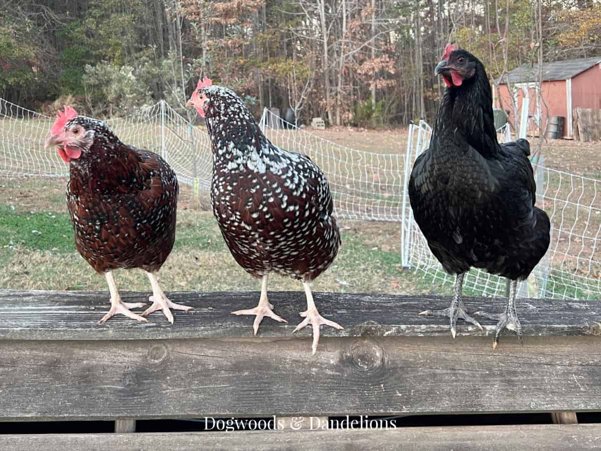 3 hens sitting on a chicken ark