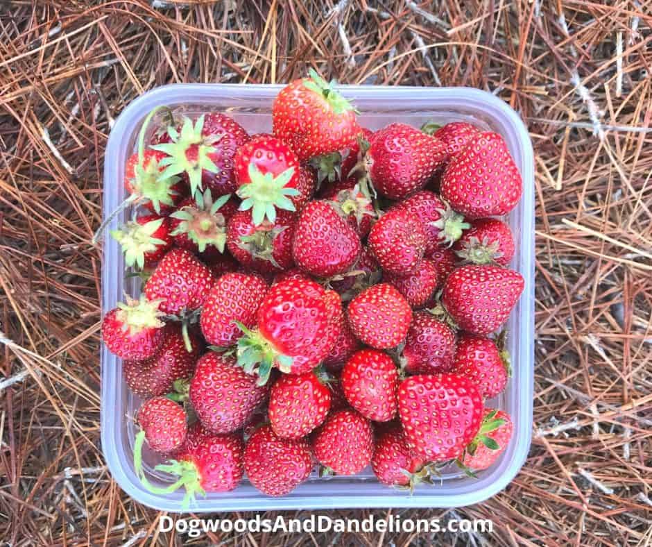 a container of strawberries