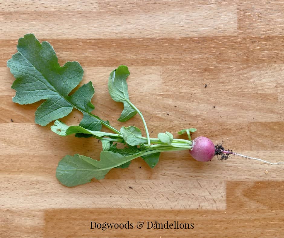 a homegrown radish on a wooden board