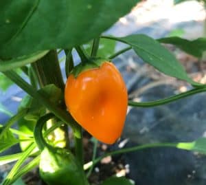 A lunchbox pepper-This is the "Yum Yum" variety.