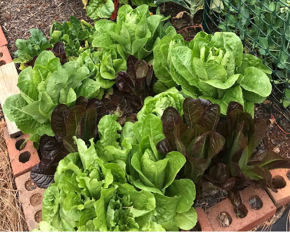 A mix of red and green lettuces.