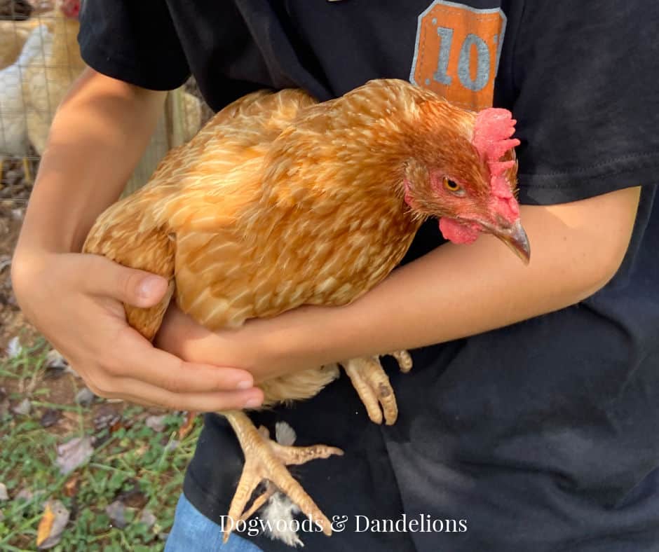 holding a chicken