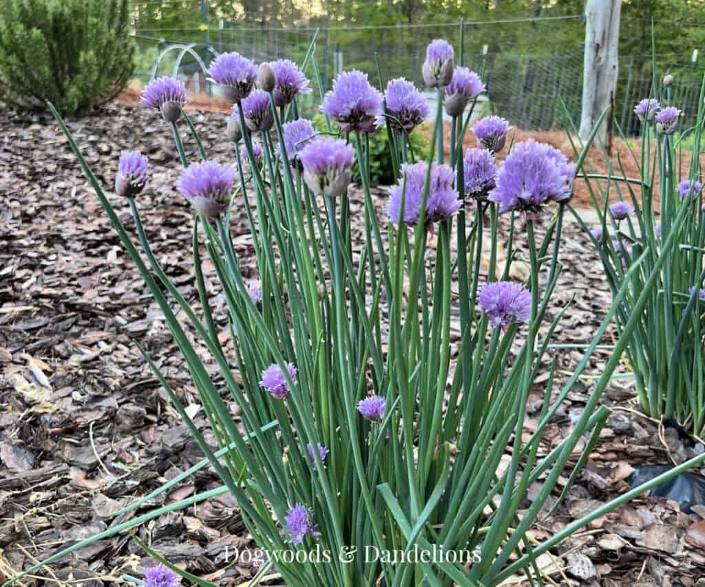 chives growing in the garden