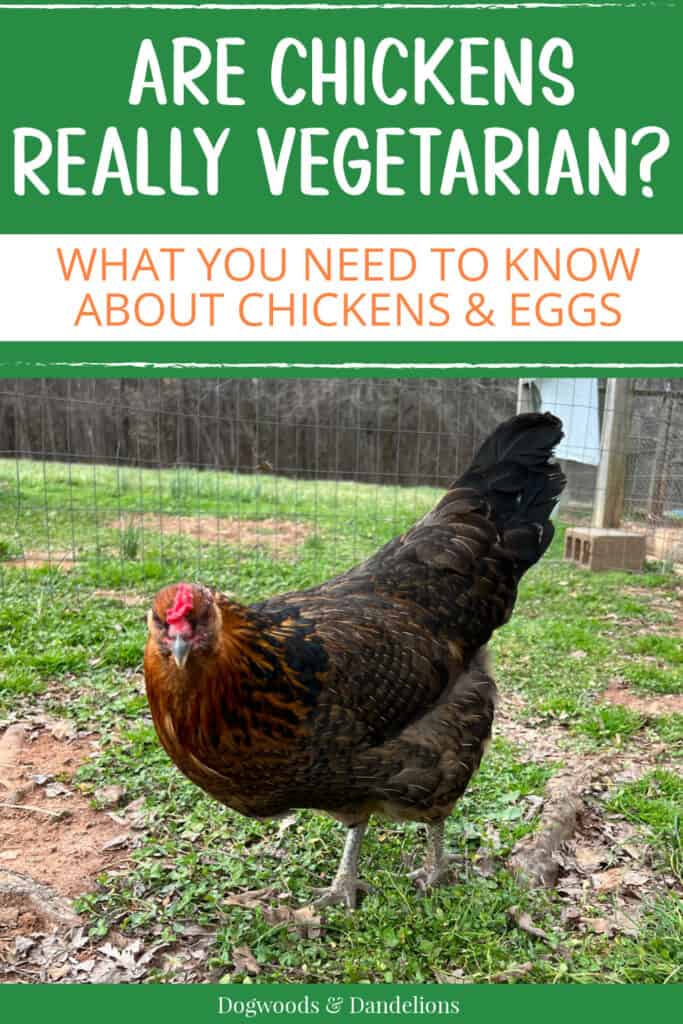 a sex-linked chicken in the yard with text "are chickens really vegetarian? what you need to know about chickens and eggs."