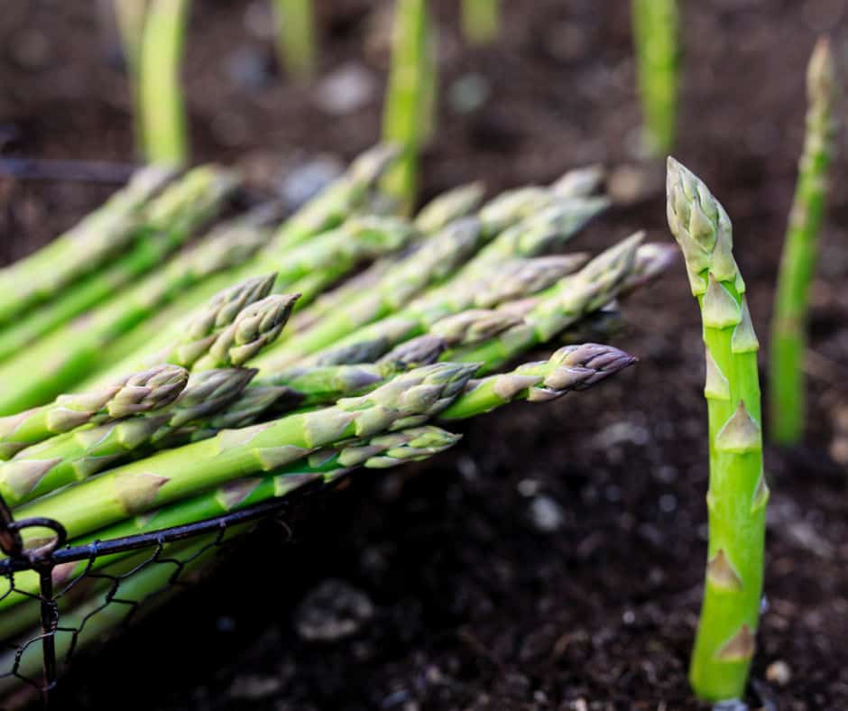 asparagus in a basket beside some growing in a bed