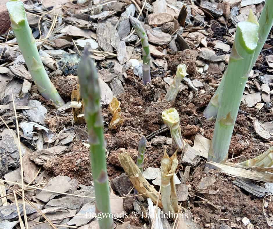 asparagus stalks growing from the ground