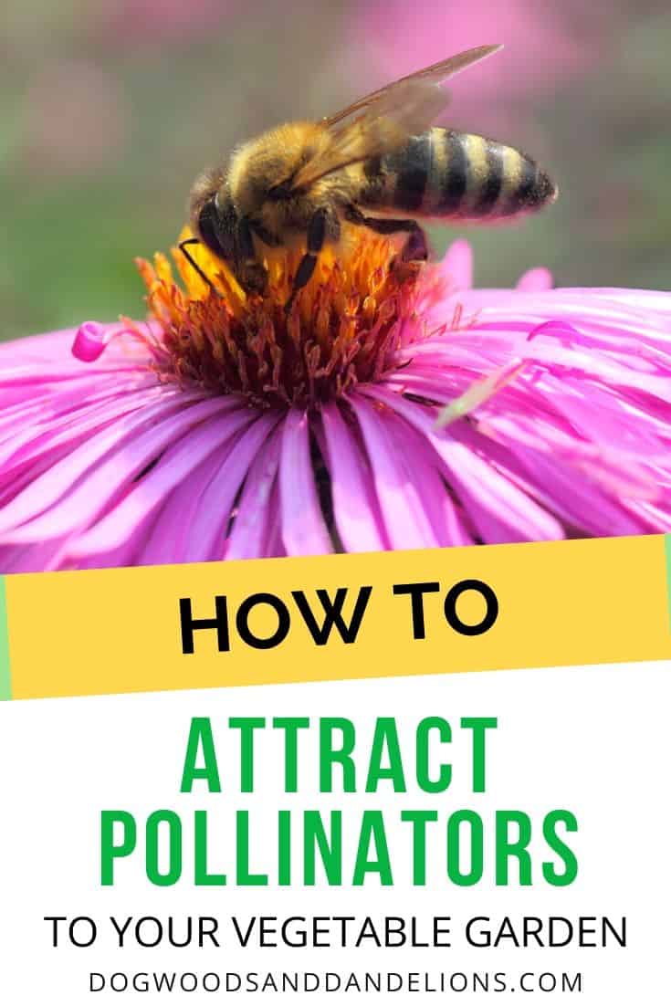 How to Attract Pollinators to Your Garden – Dogwoods & Dandelions