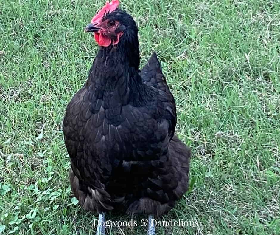 australorp chickens make great additions to the backyard flock