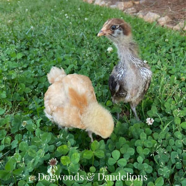 baby chicks not fully feathered playing in the clover