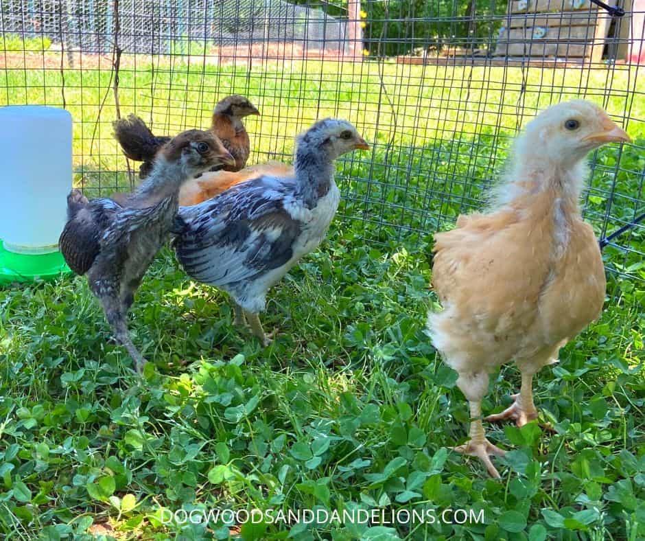 raising baby chicks-these are outdoors