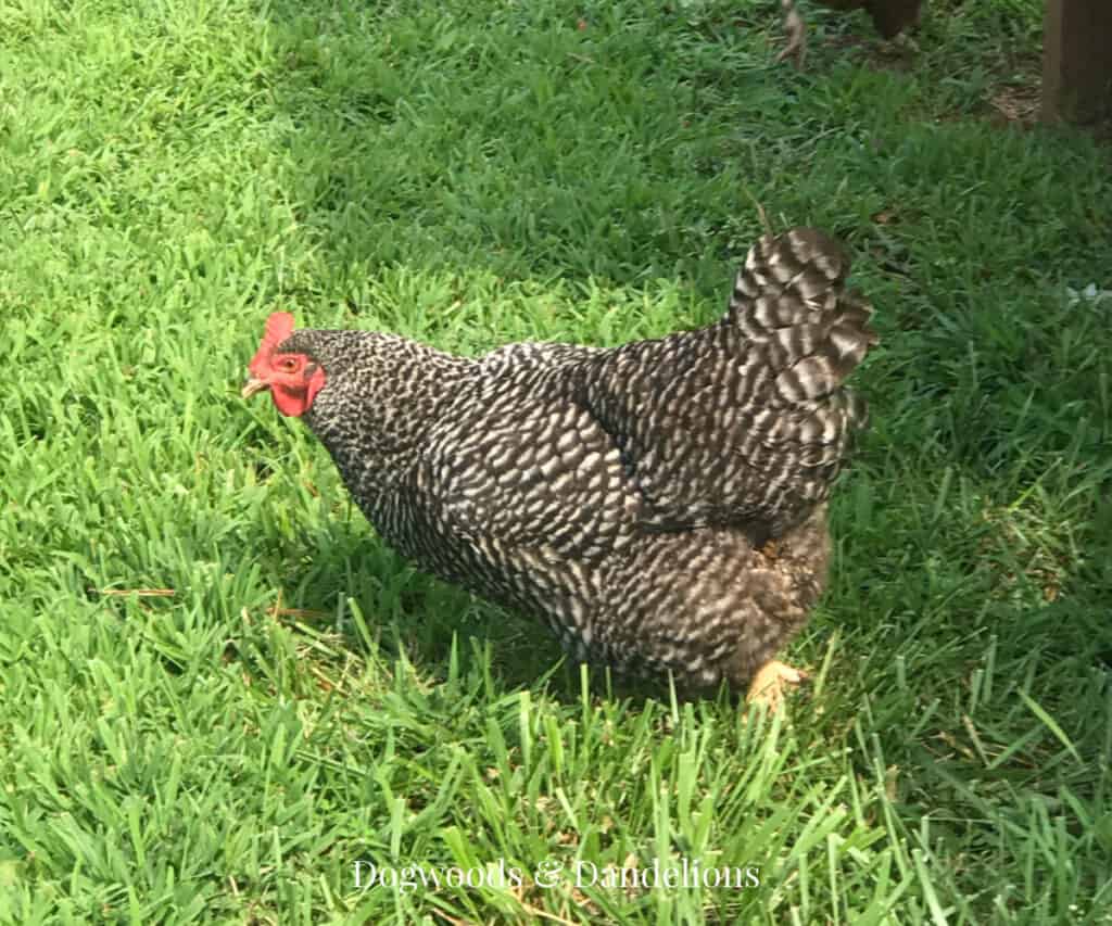 a Barred Rock chicken in the yard