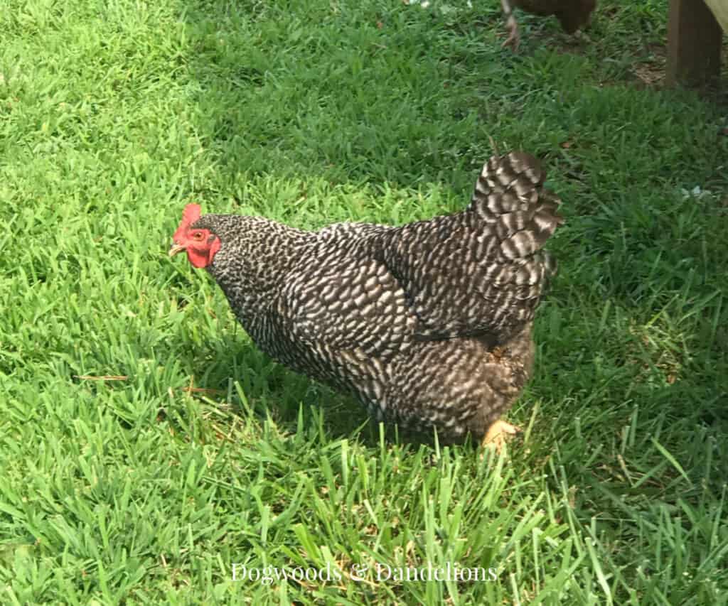 a barred rock chicken in the grass