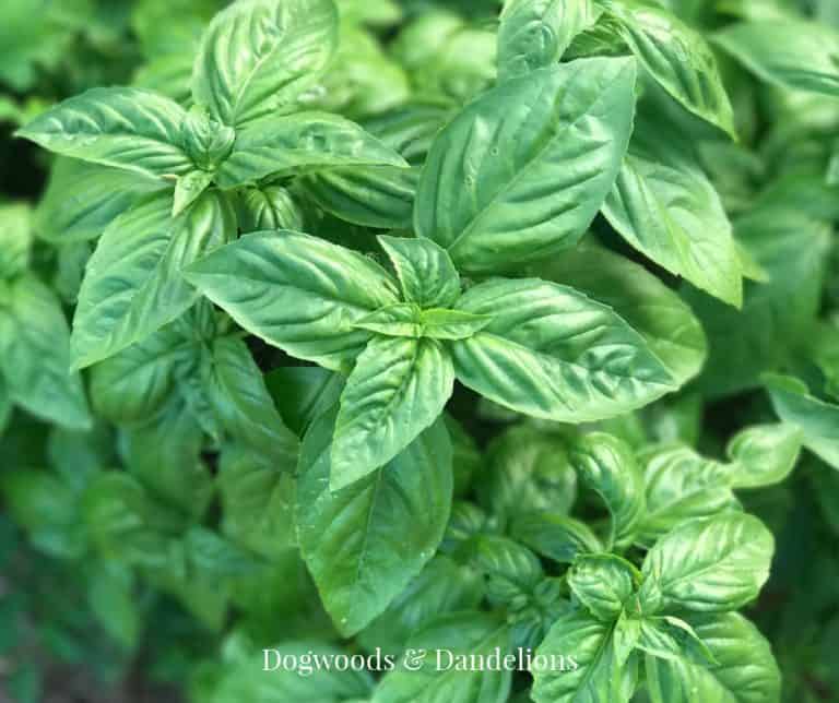 Best Herbs for Beginners to Grow