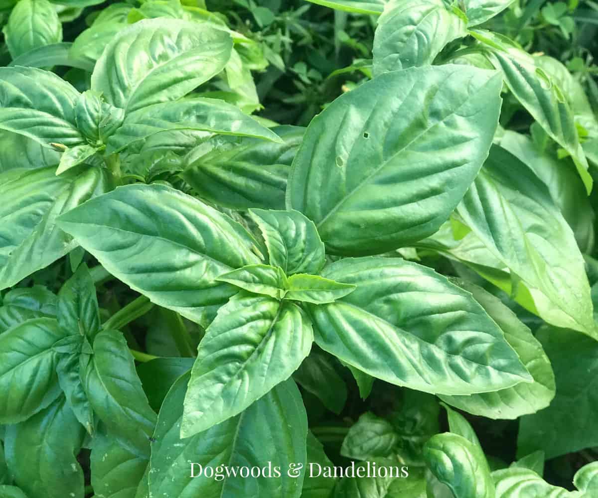 How to Grow Basil in Containers