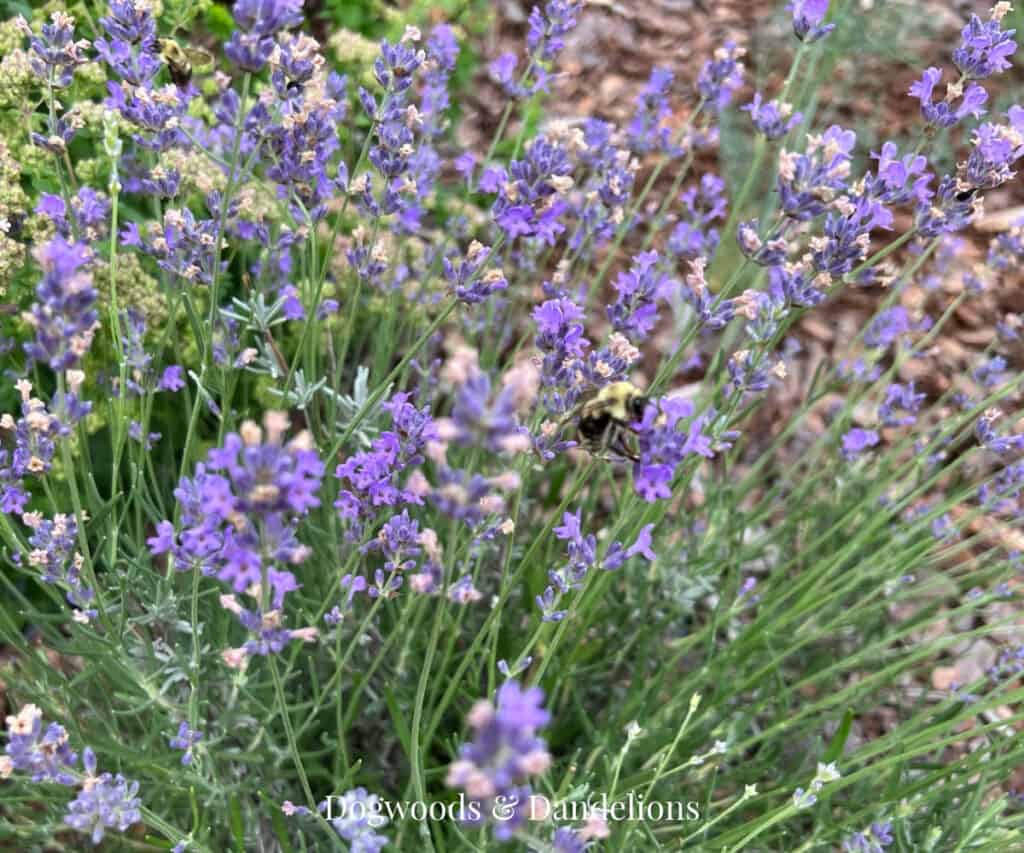bees buzzing on the lavender plants in the garden