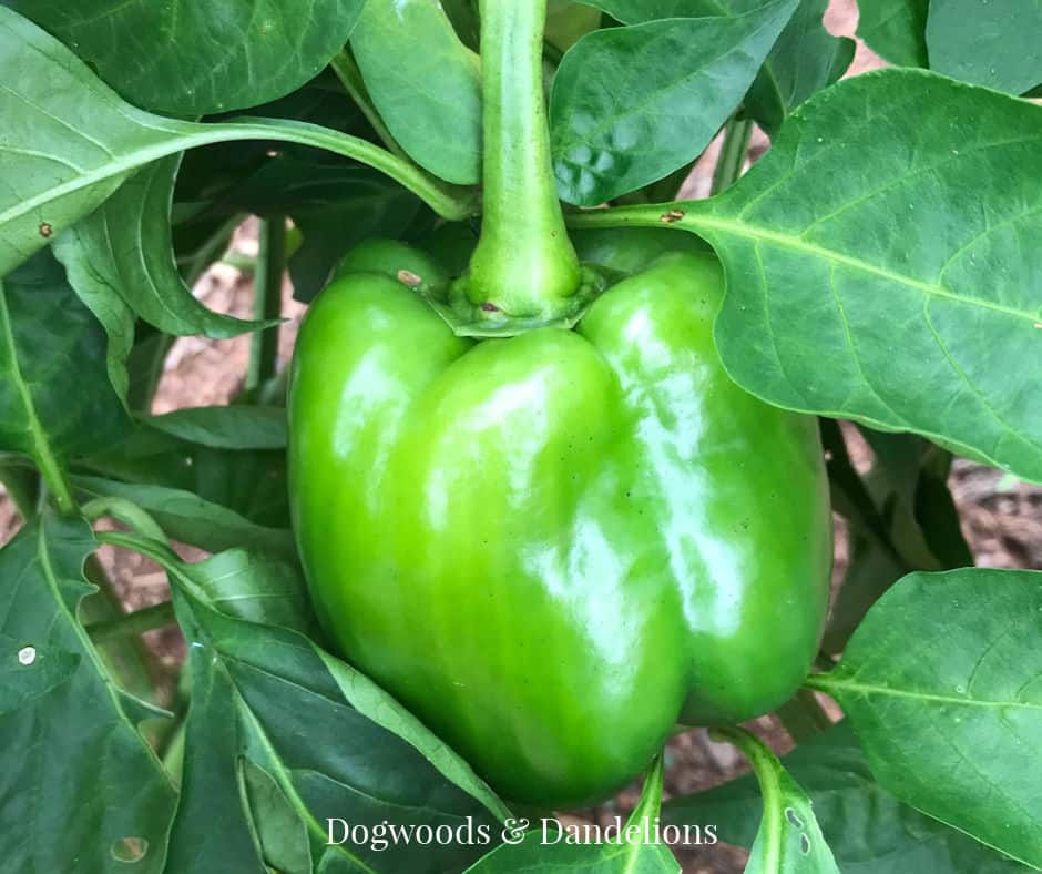 heirloom green bell pepper