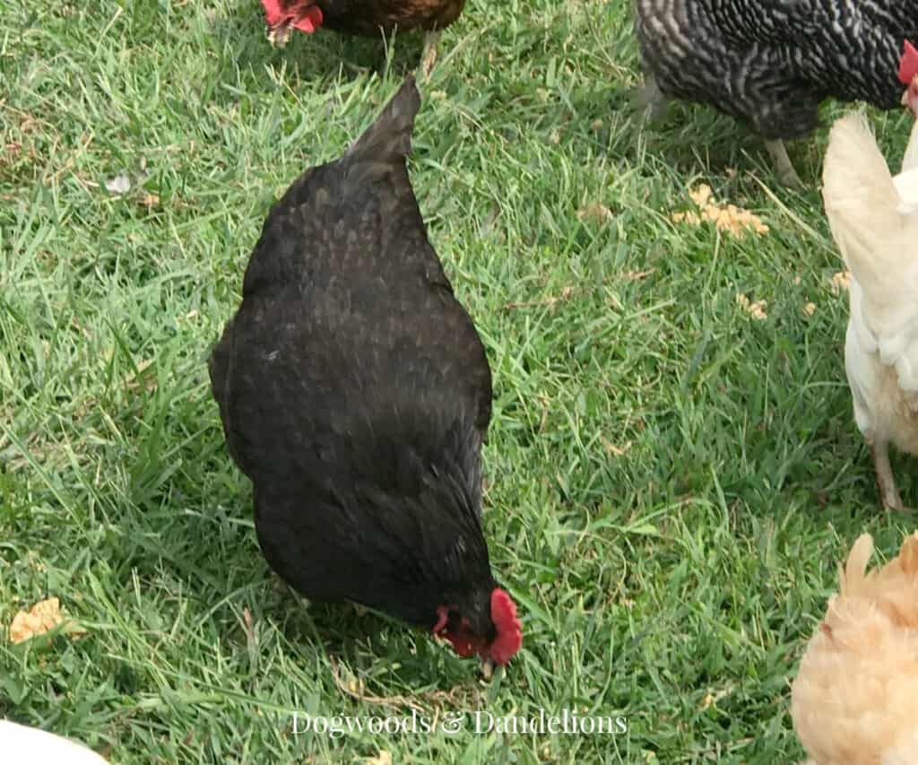 an australorp chicken in the grass