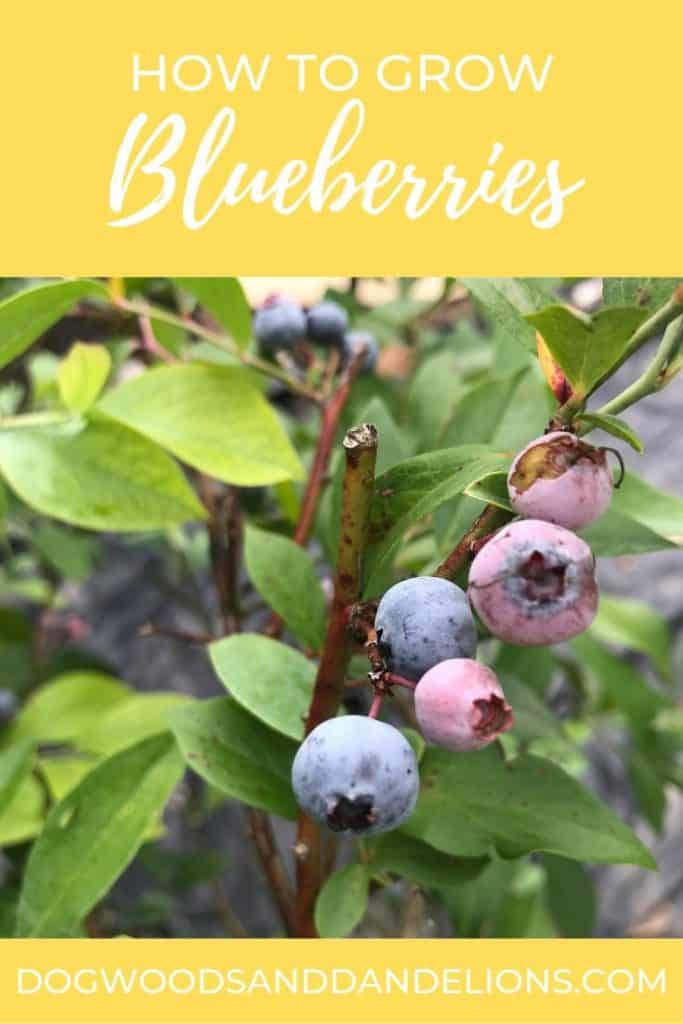 how to grow blueberries and ripe blueberries