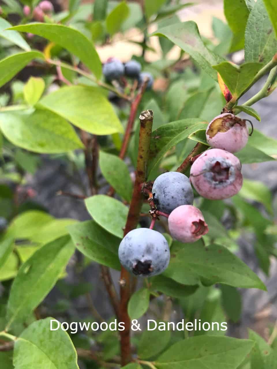 The Complete Guide to Growing Blueberries