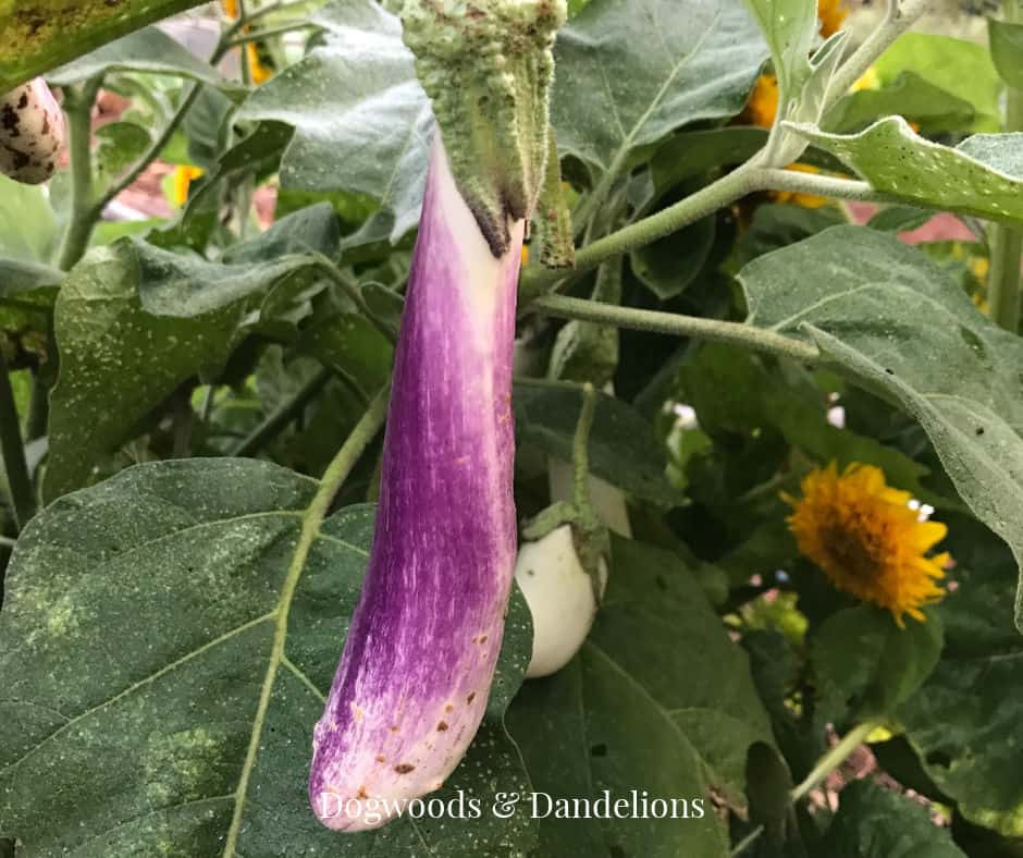 bride eggplant with sunflower in the background