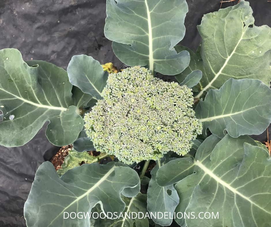 broccoli growing in the spring
