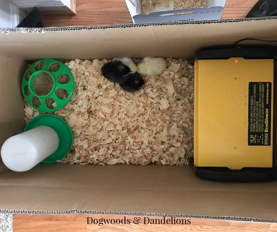 brooder box with baby chicks