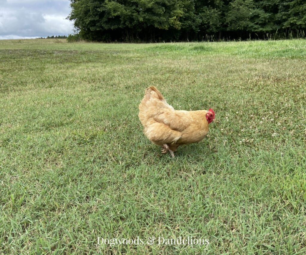 a buff orpington chicken in the grass