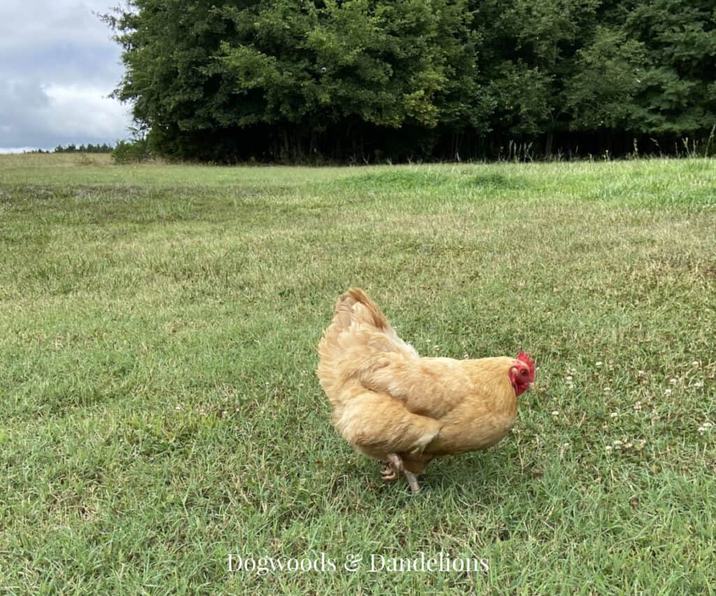 a Buff Orpington chicken in the yard