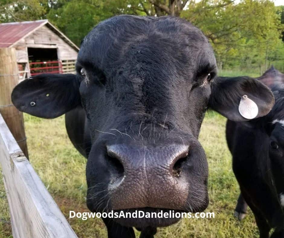 A cow in the country.