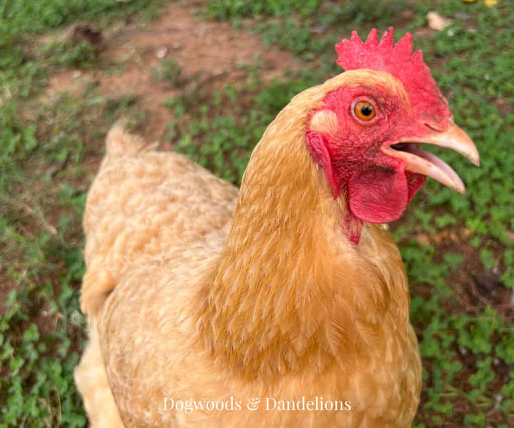 a bully chicken in the yard