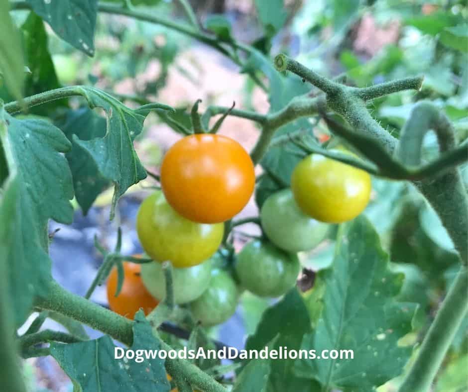 Tomatoes can be grown in pots on your patio.
