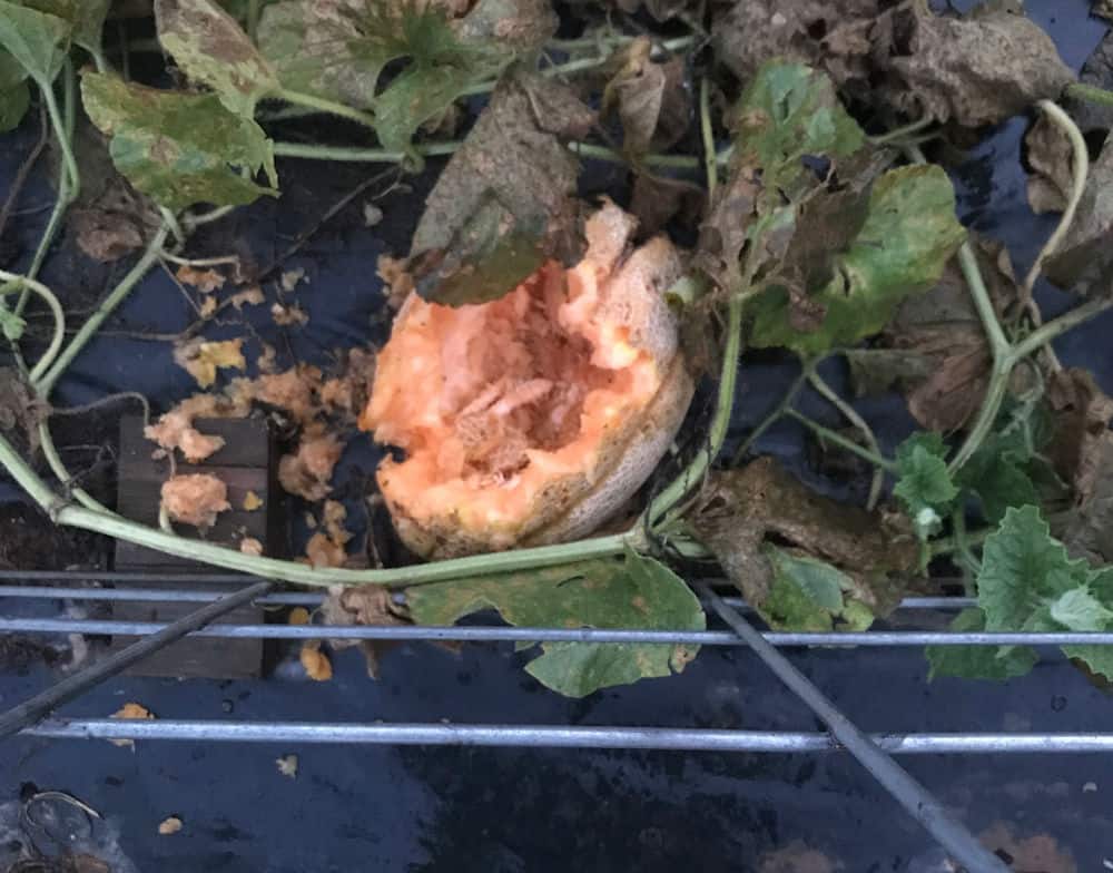 Cantaloupe partially eaten by a raccoon