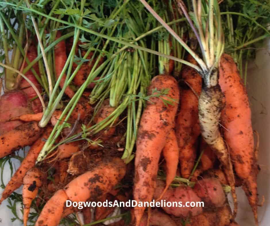 Carrots just pulled from the ground.