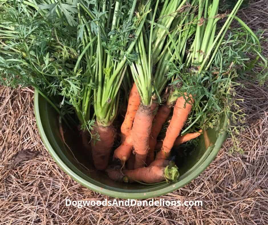 carrots harvested from a winter garden