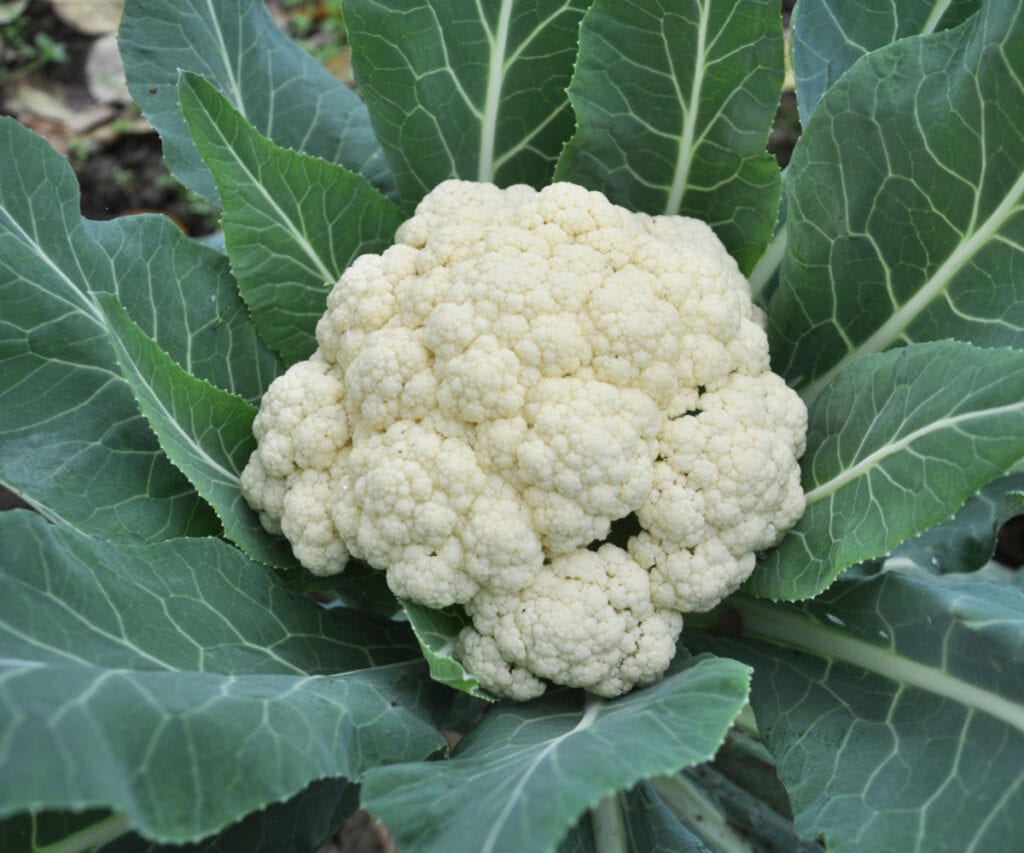 a head of white cauliflower growing in the garden
