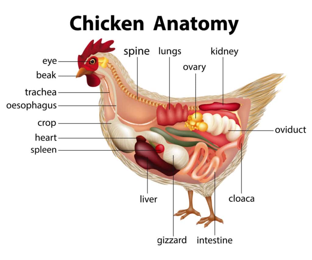 a graphic of a chicken's anatomy.